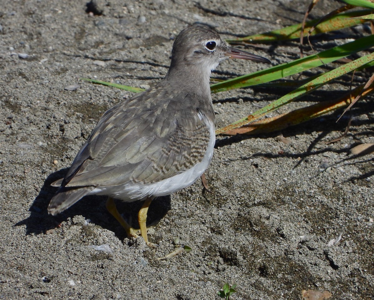 Spotted Sandpiper - Pair of Wing-Nuts