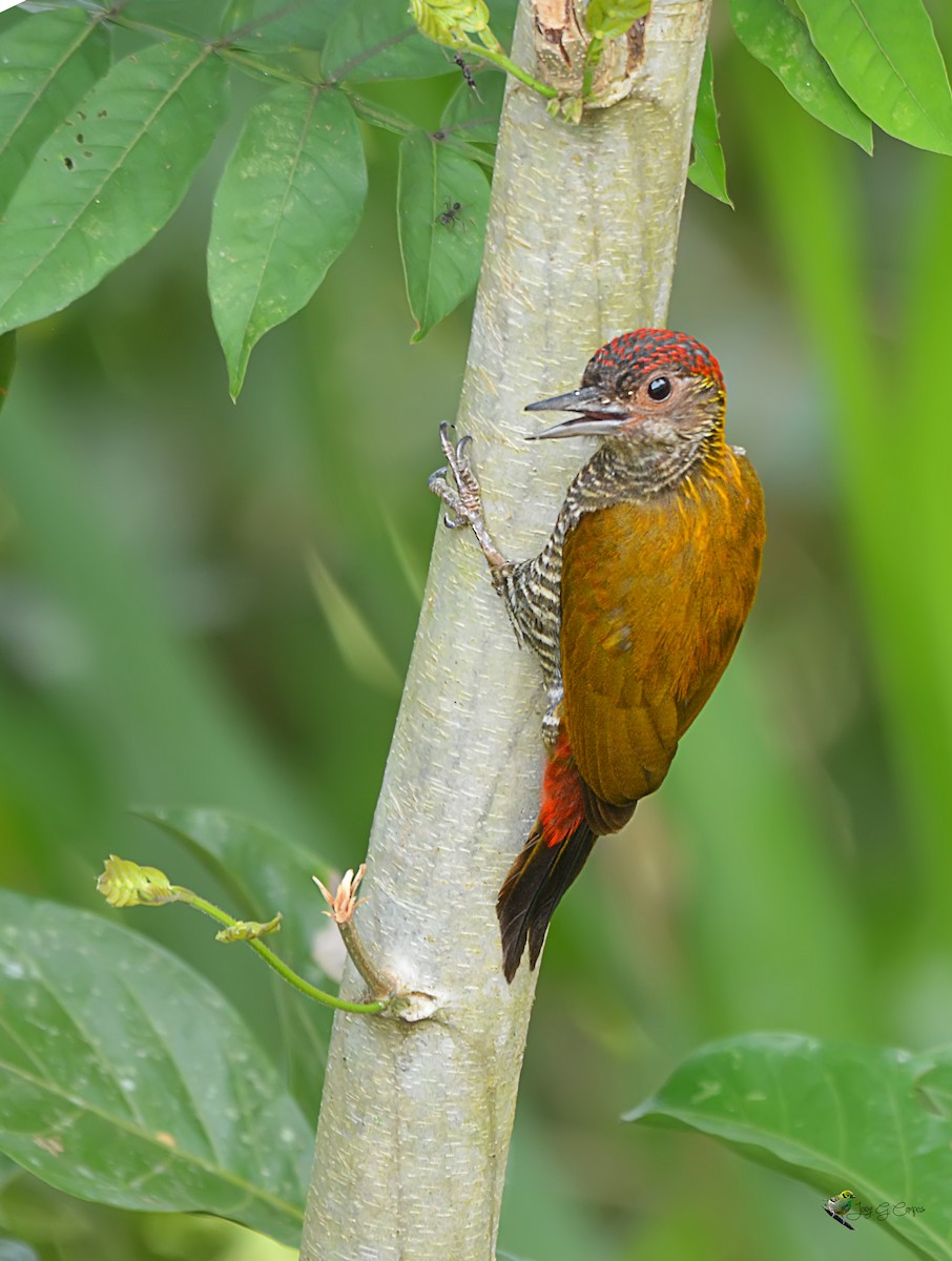 Red-rumped Woodpecker - Jorge Gabriel Campos