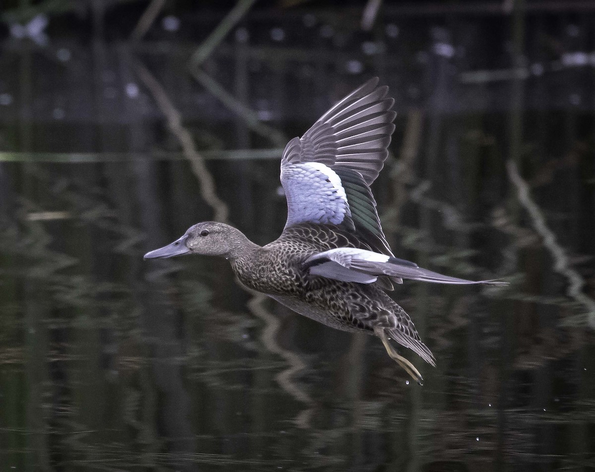 Cinnamon Teal - ML269953861