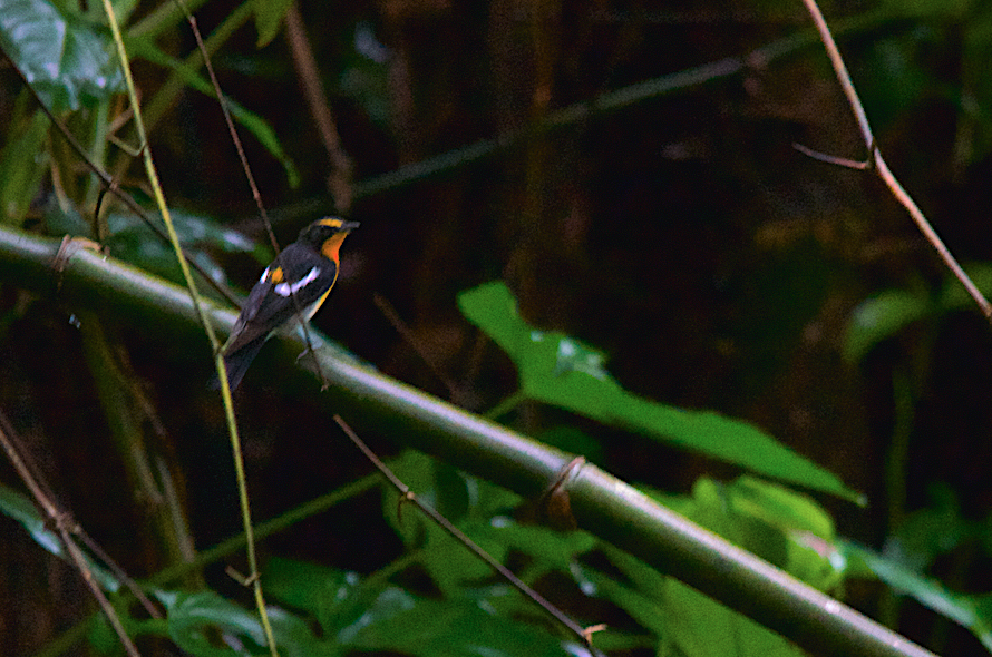 Narcissus Flycatcher - ML269954671