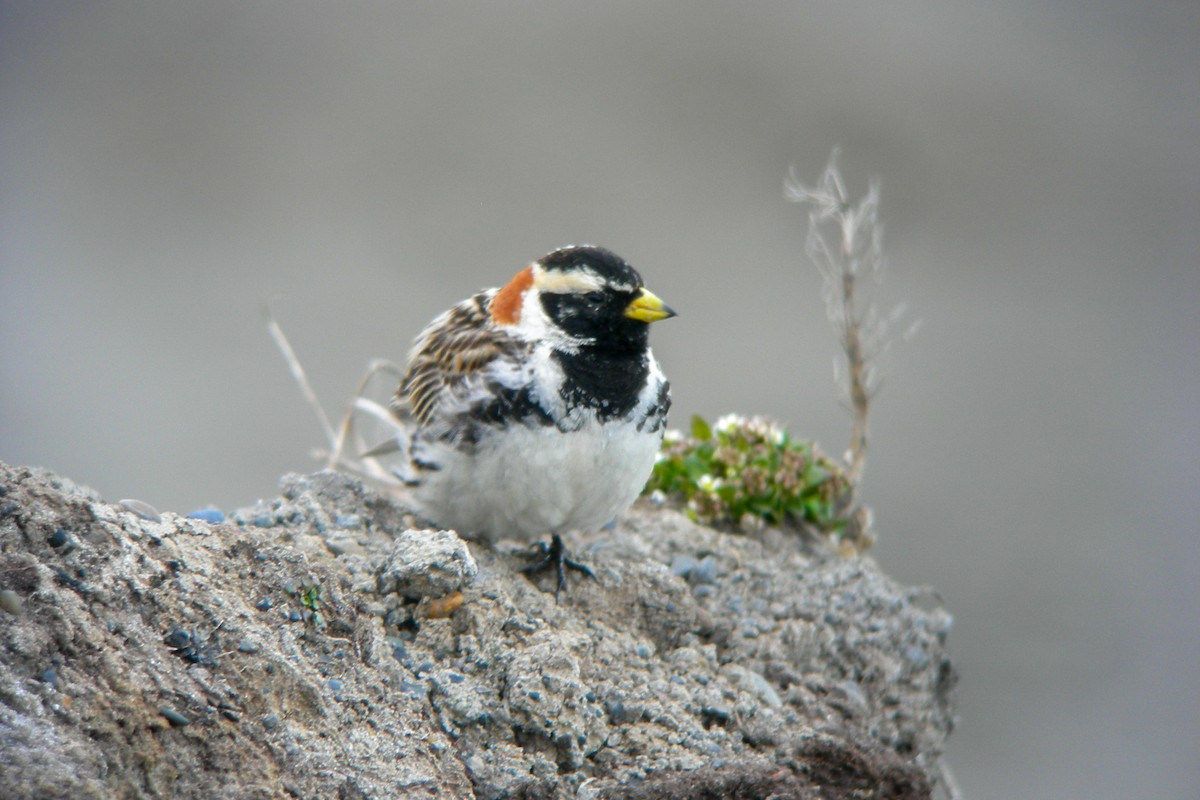 Lapland Longspur - Cory Gregory