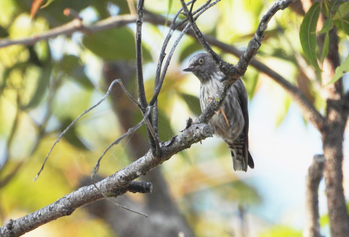 Varied Sittella (Orange-winged) - Jack Morgan