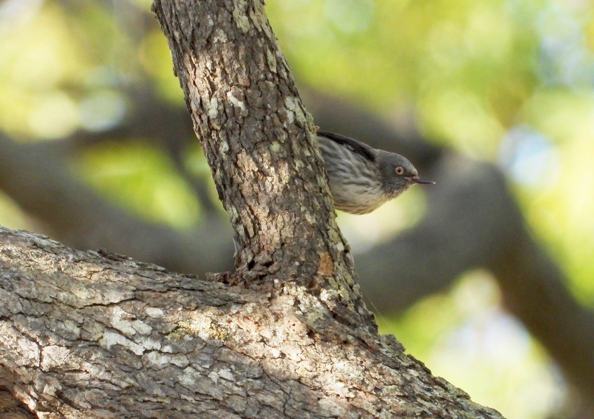 Varied Sittella (Orange-winged) - ML269956011