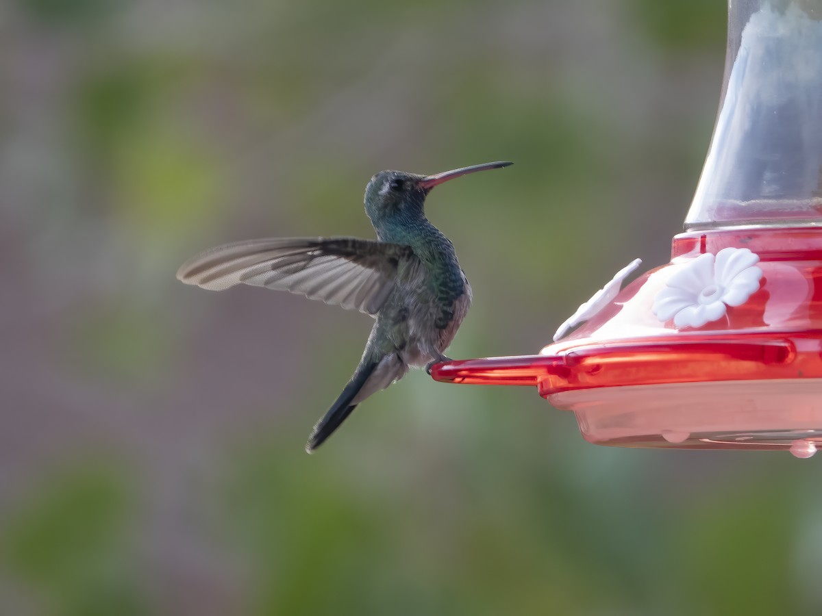 Colibrí Piquiancho Común - ML269956241