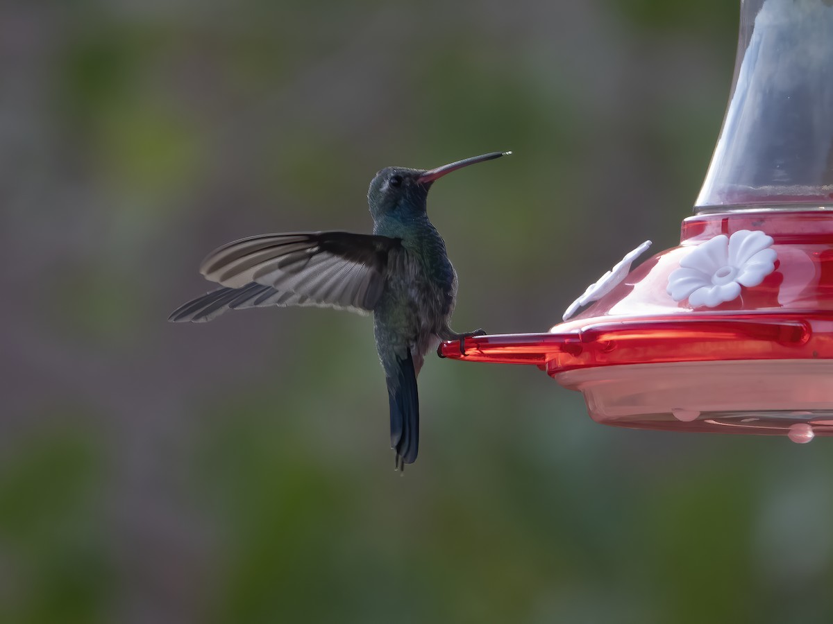 Colibrí Piquiancho Común - ML269956251