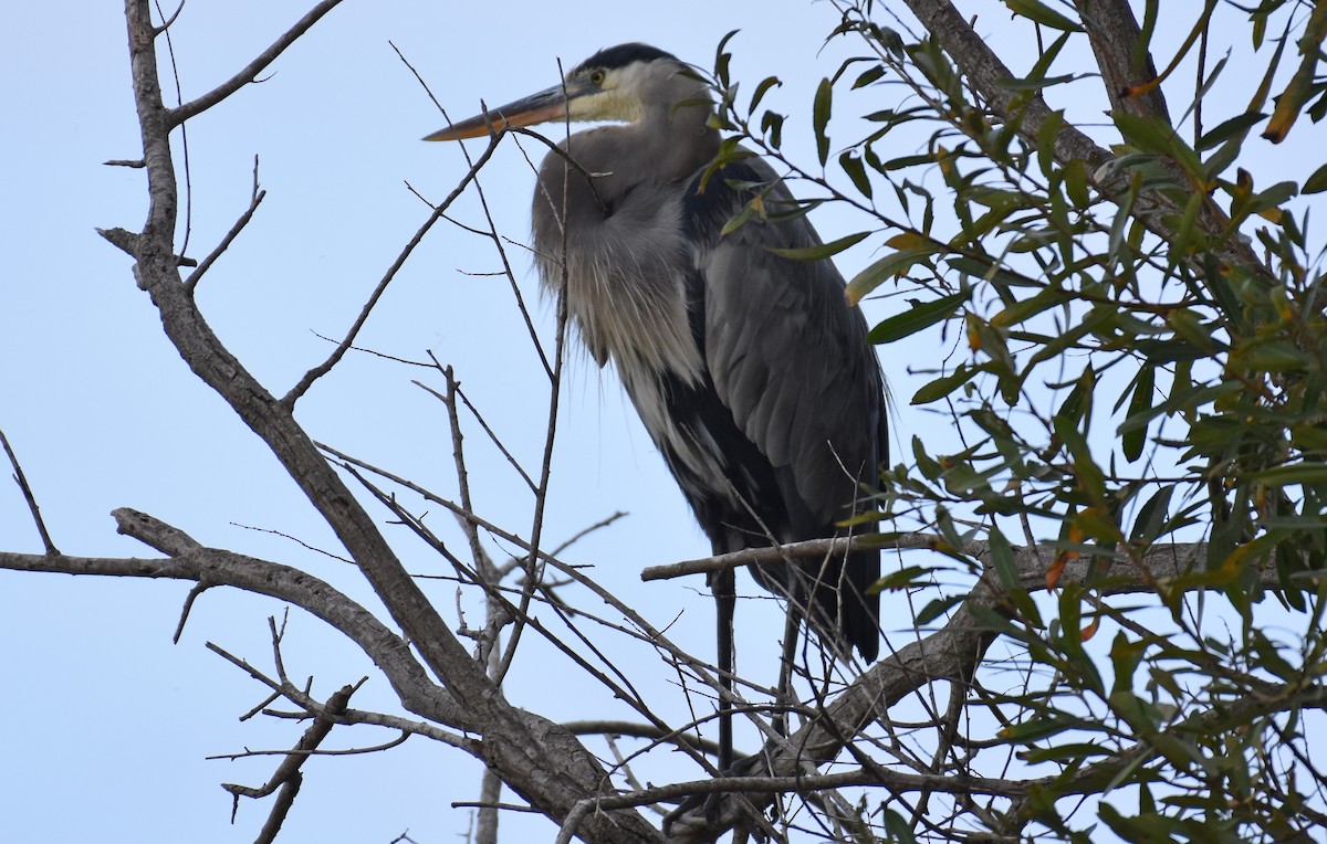 Great Blue Heron - ML269960221