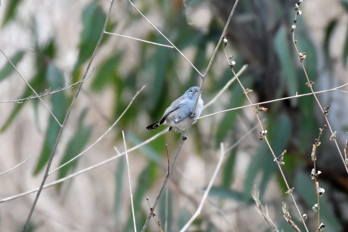 Blue-gray Gnatcatcher - ML269960391