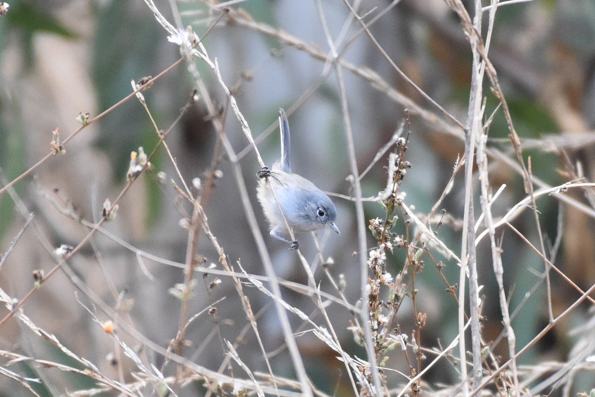 Blue-gray Gnatcatcher - ML269960421