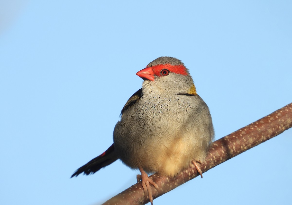 Red-browed Firetail - Jack Morgan