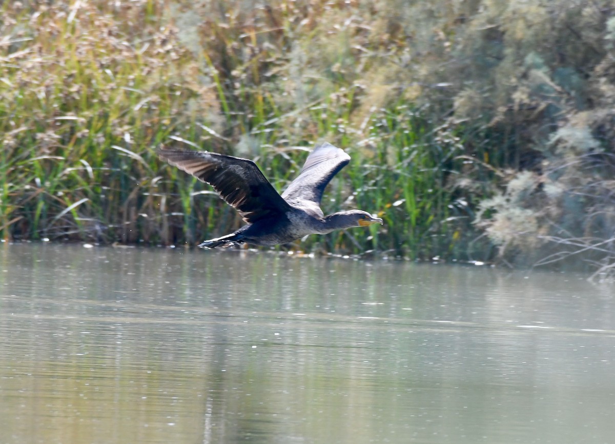 Double-crested Cormorant - ML269962611