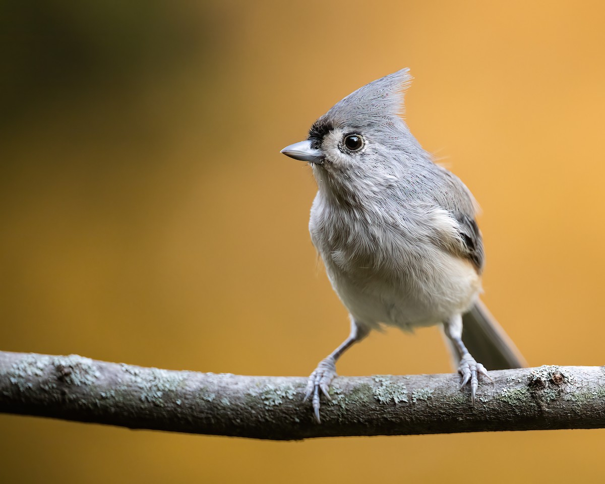 Tufted Titmouse - Ryan Sanderson