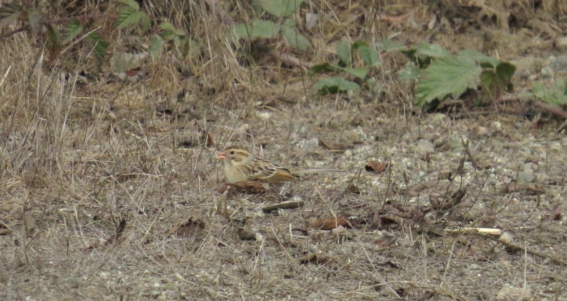 Clay-colored Sparrow - ML269963371