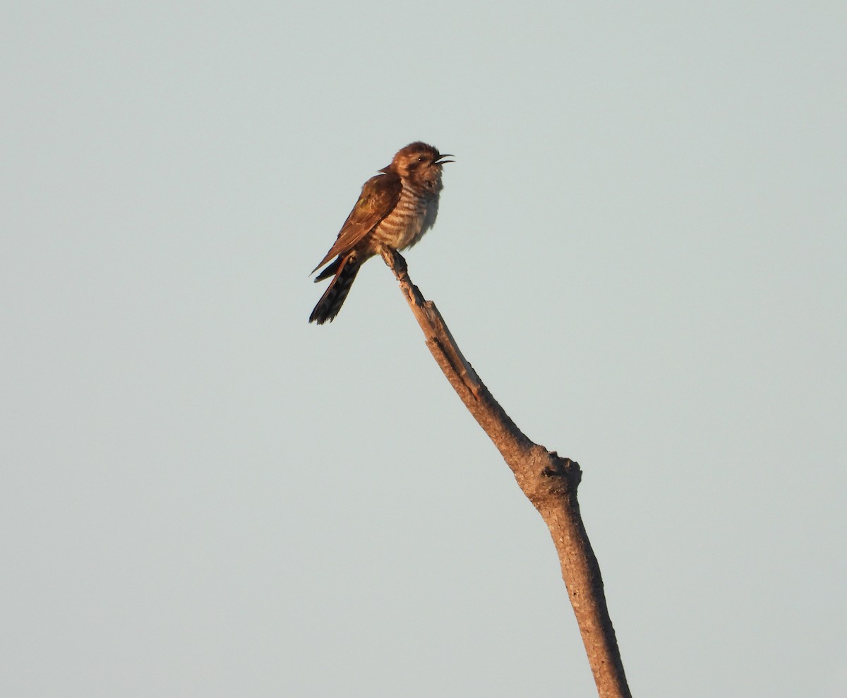 Horsfield's Bronze-Cuckoo - ML269963921