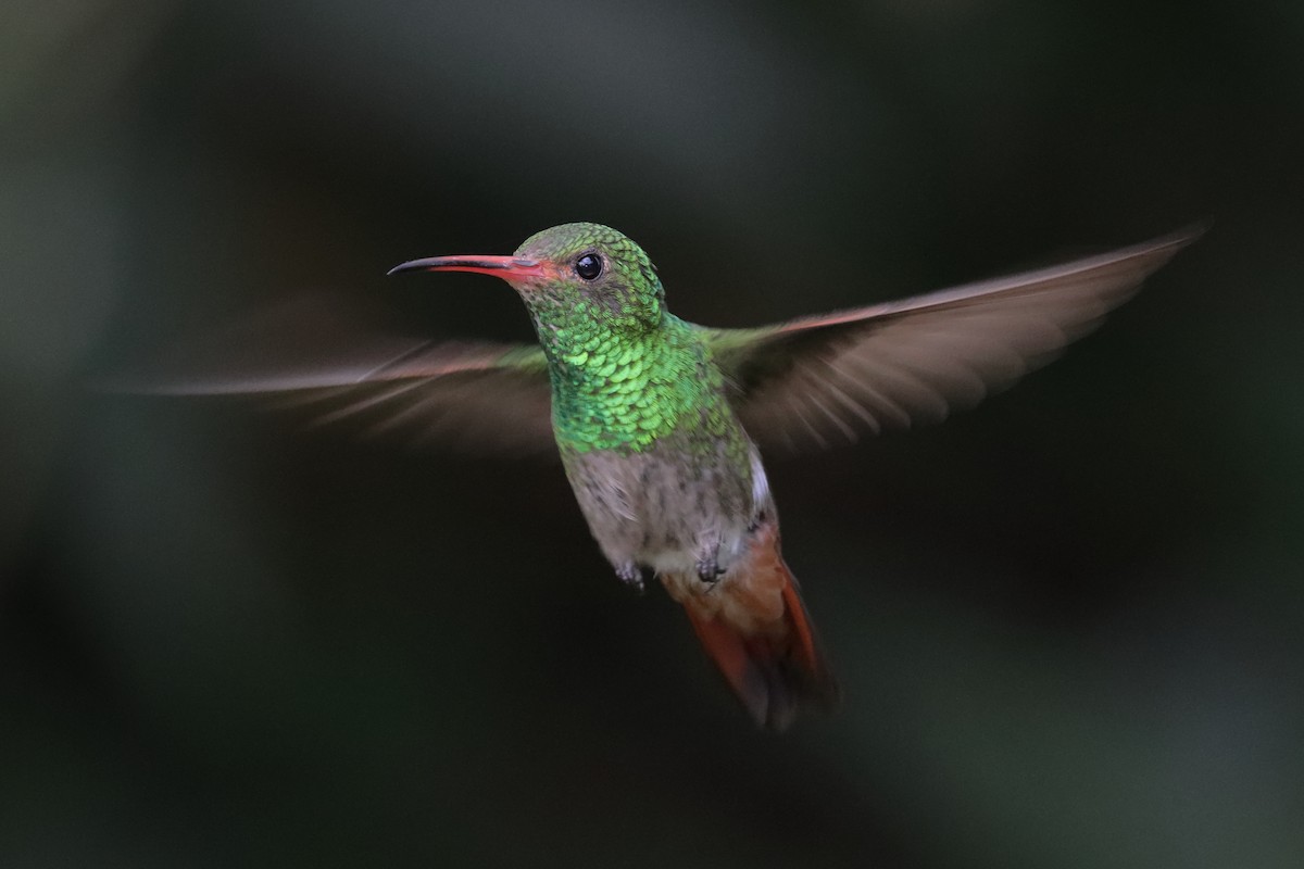 Rufous-tailed Hummingbird - ML269964001