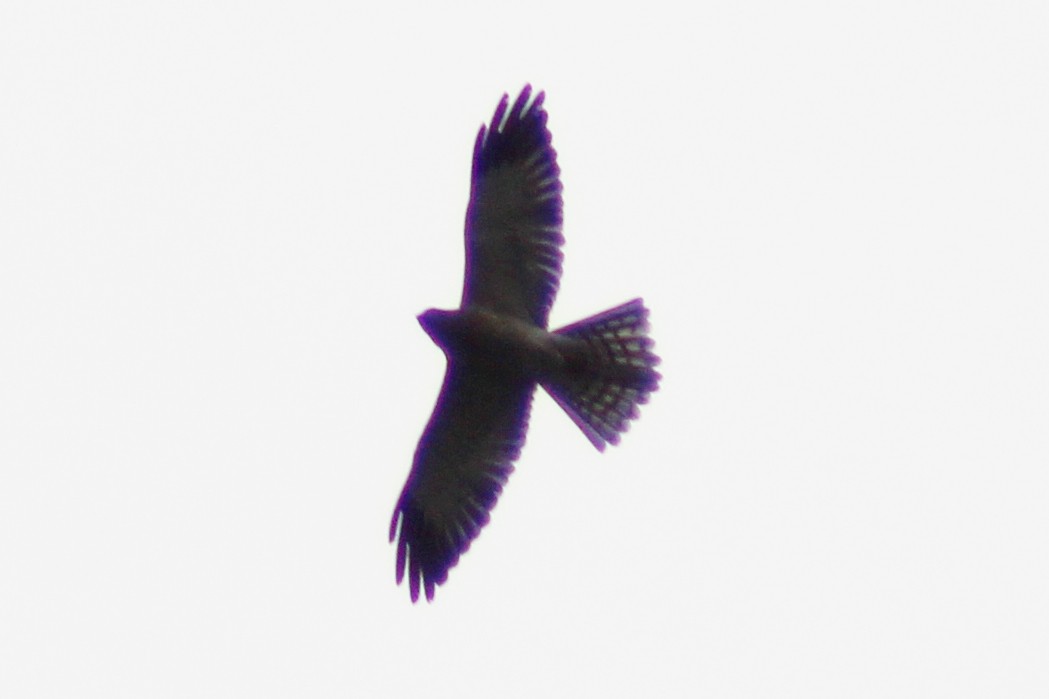 Chinese Sparrowhawk - ML269964581