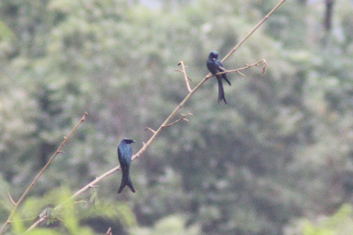 Bronzed Drongo - ML269964601