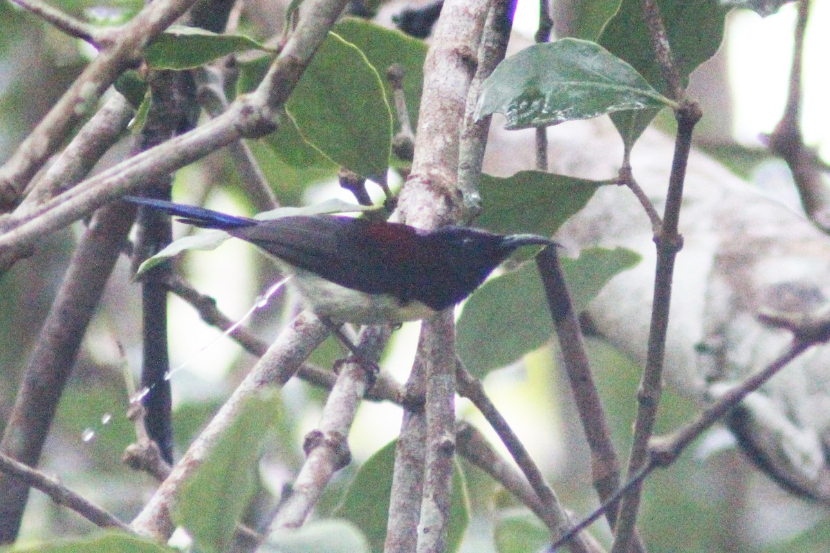 Black-throated Sunbird - ML269964661