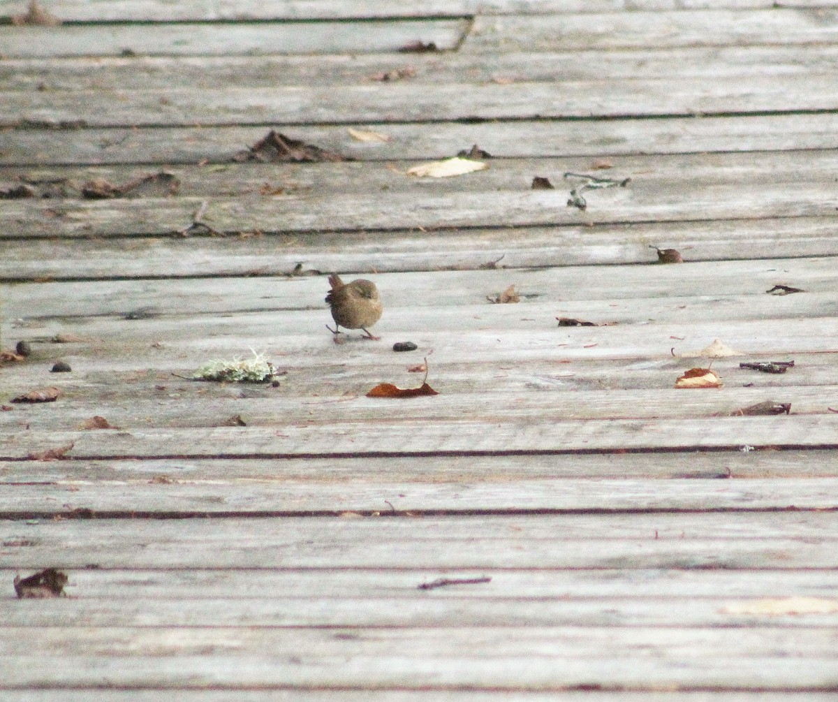 Winter Wren - ML269965221