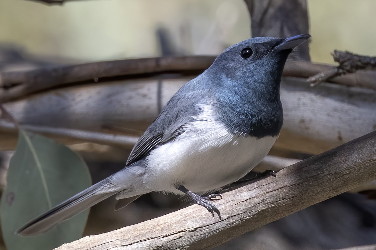 Leaden Flycatcher - ML269965231