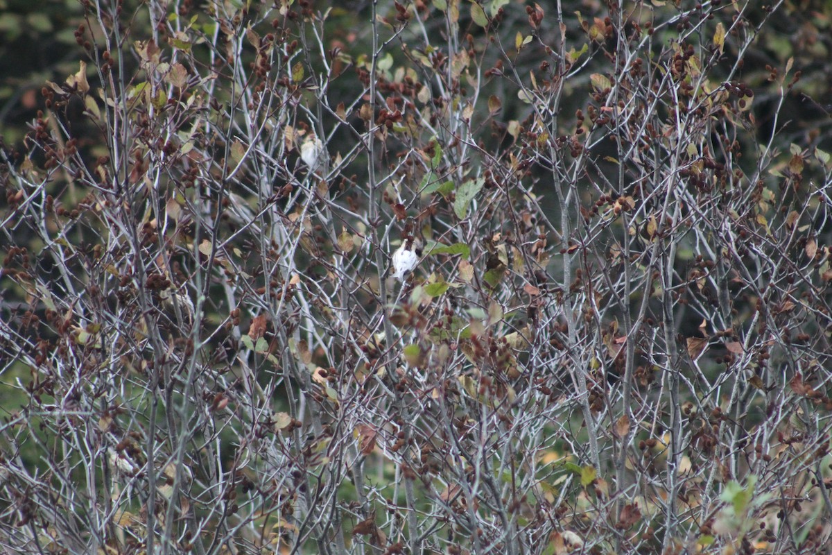 Common Redpoll - ML269965411