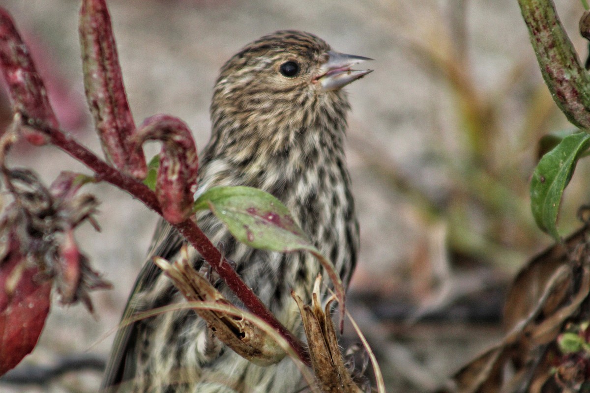 Pine Siskin - ML269965491