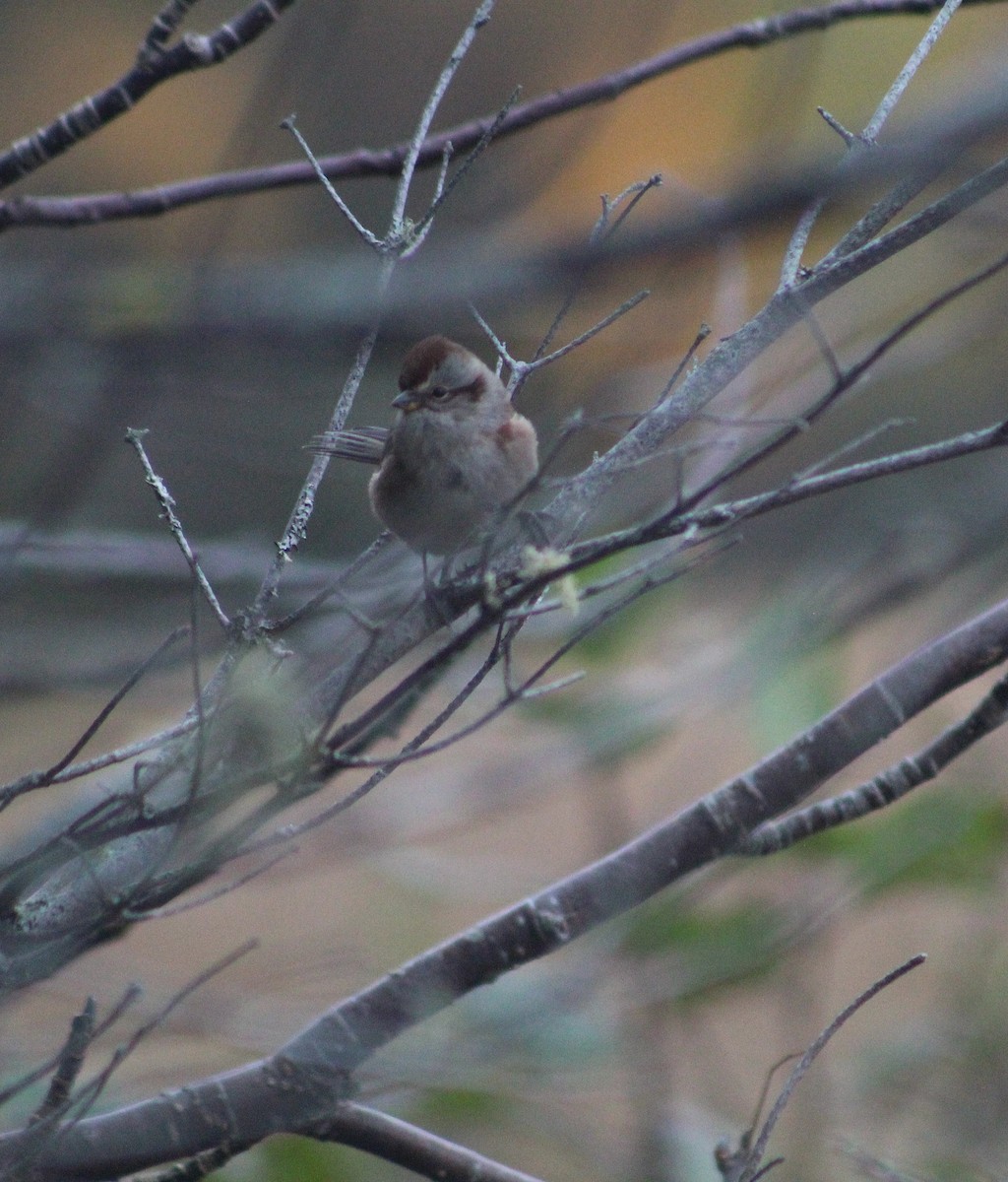 American Tree Sparrow - Caroline Gagnon