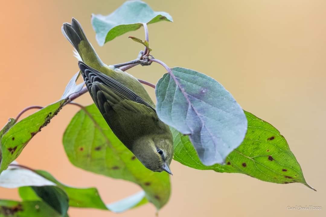 Tennessee Warbler - Carol Goodall