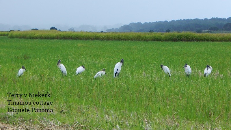 Wood Stork - ML269966601