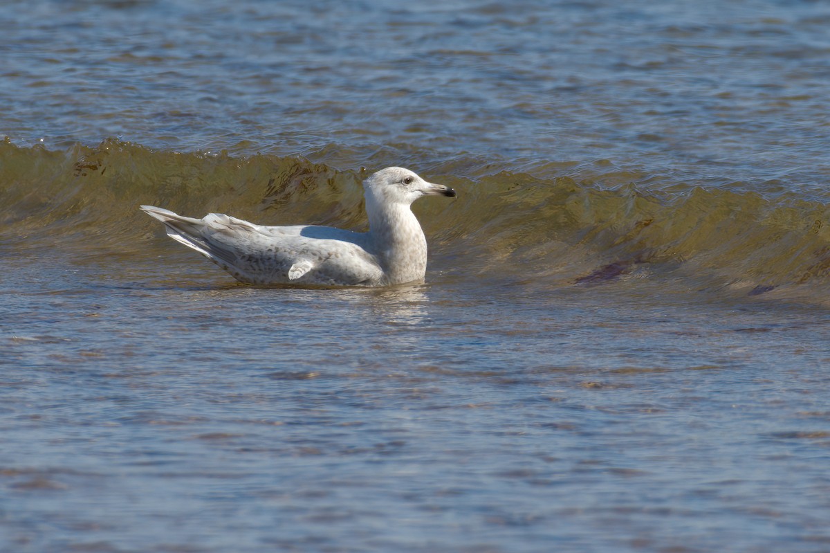 Glaucous Gull - Mike Tucker