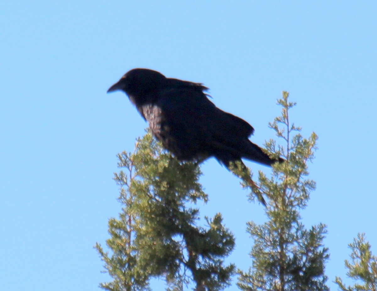 American Crow - ML26996811