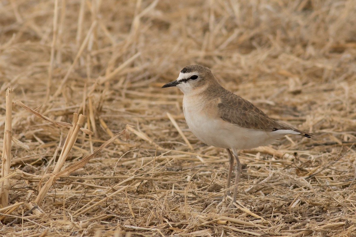 Mountain Plover - ML26996831