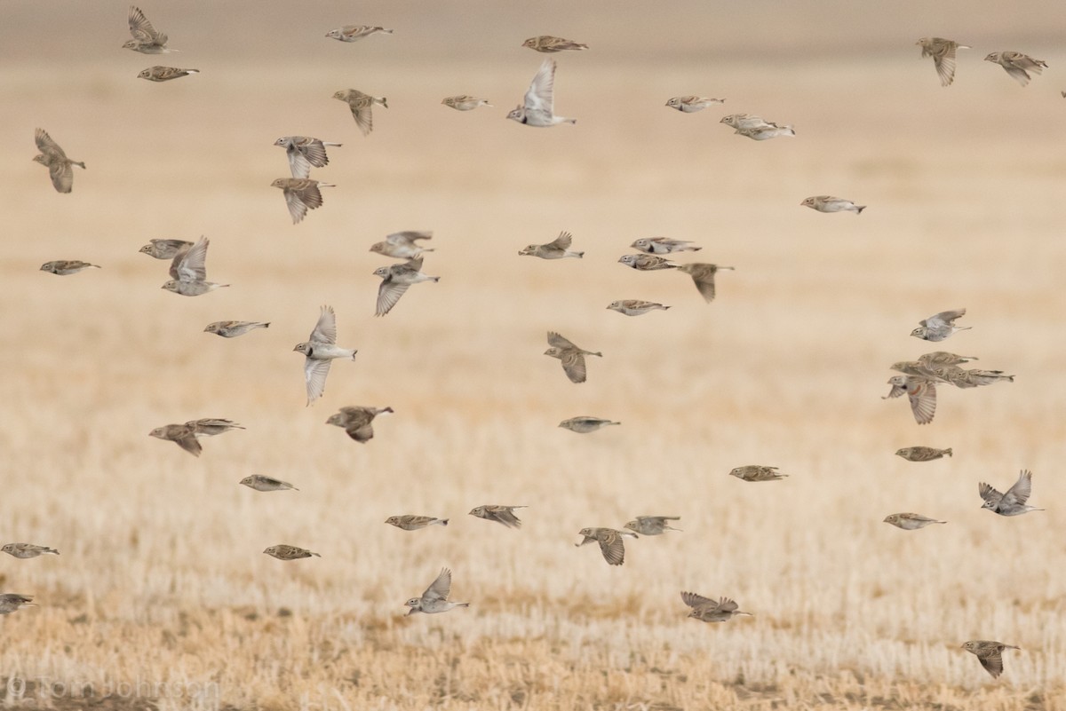 Thick-billed Longspur - ML26996861