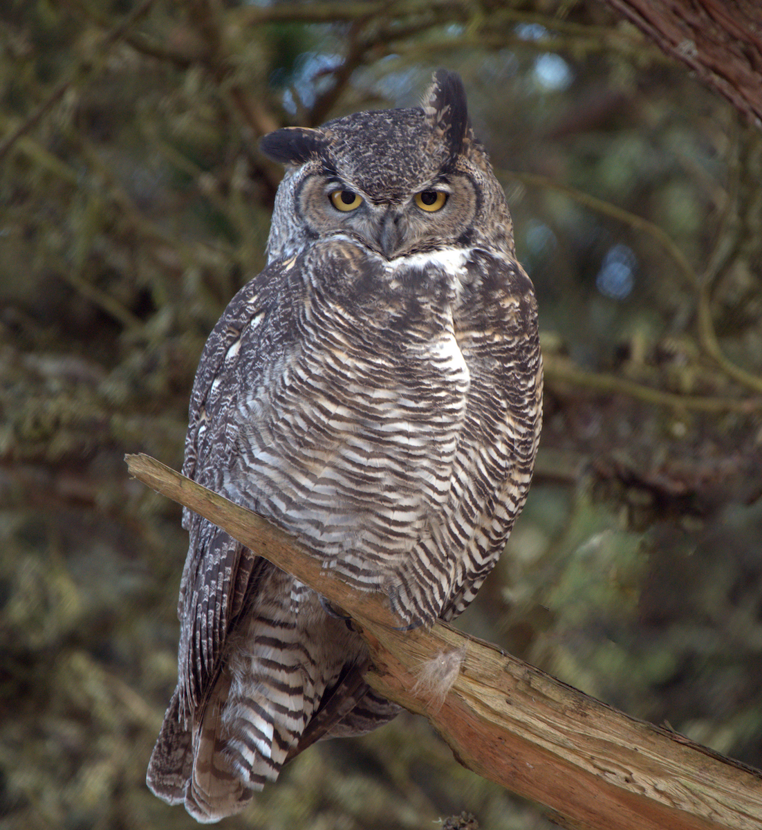 Great Horned Owl - ML269968801