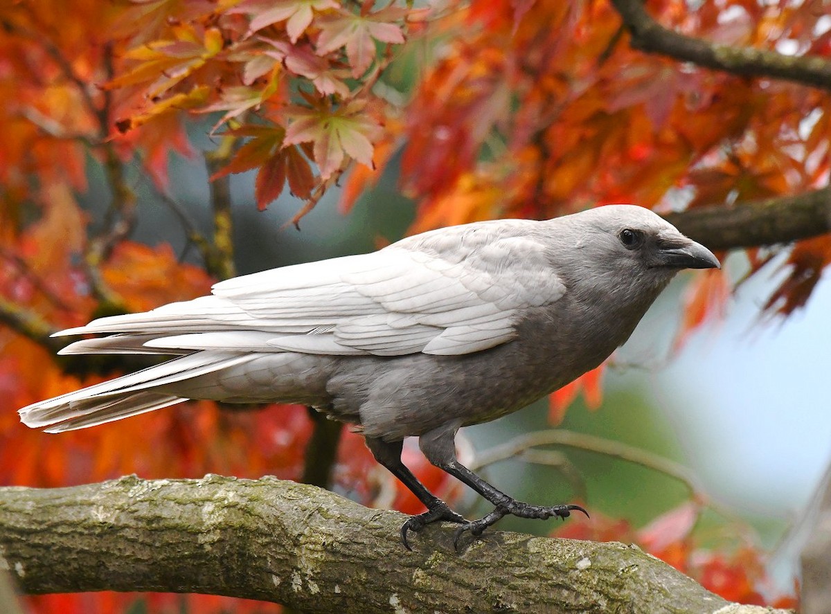 American Crow - ML269969201