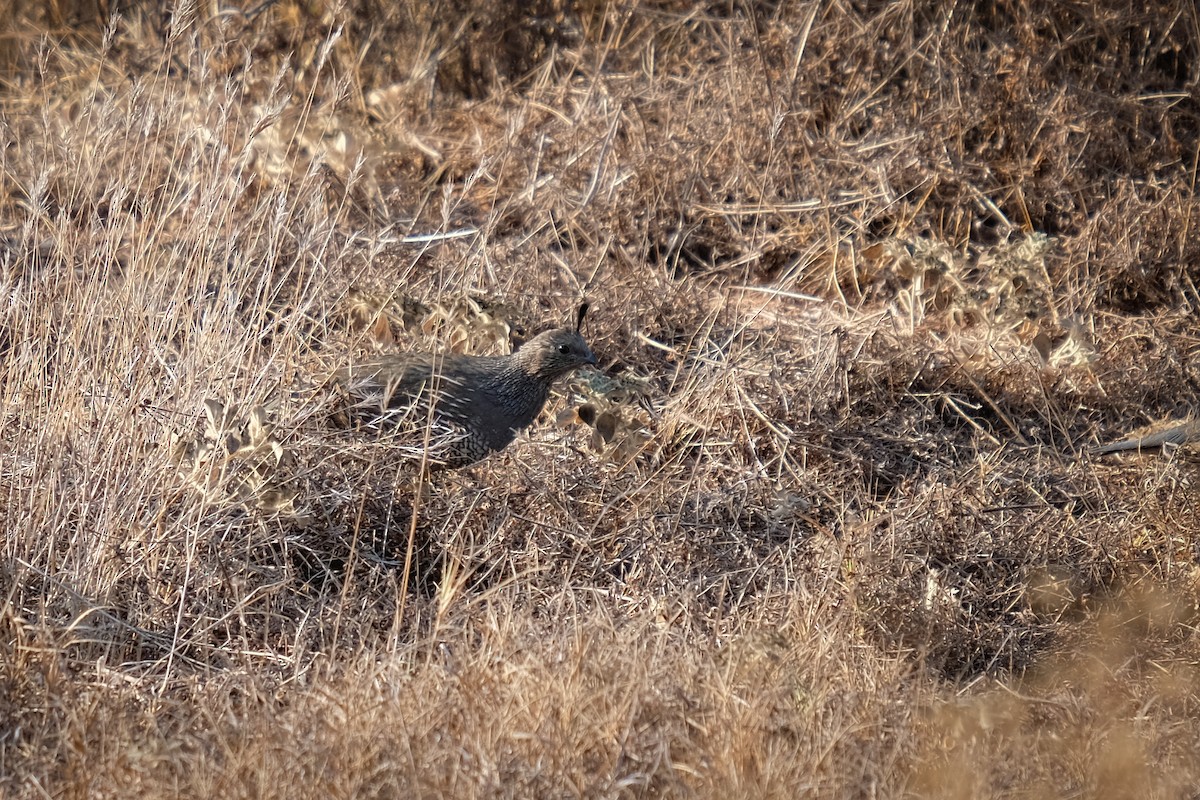 California Quail - ML269969831