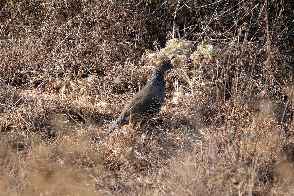 California Quail - ML269969881