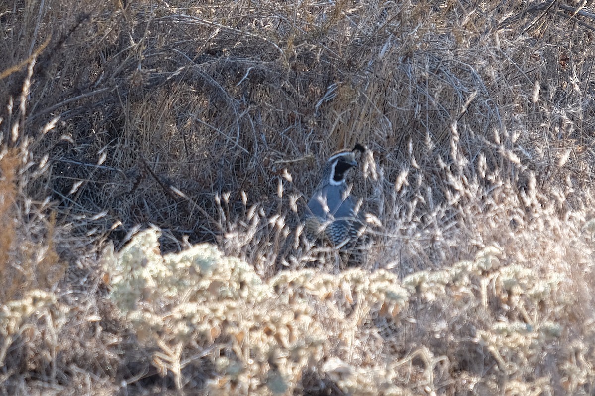 California Quail - ML269969911