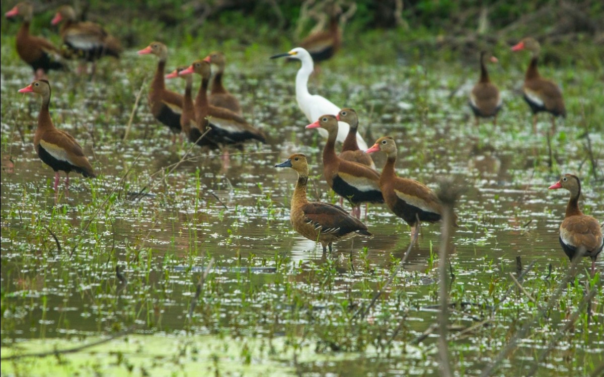 Fulvous Whistling-Duck - ML269974051