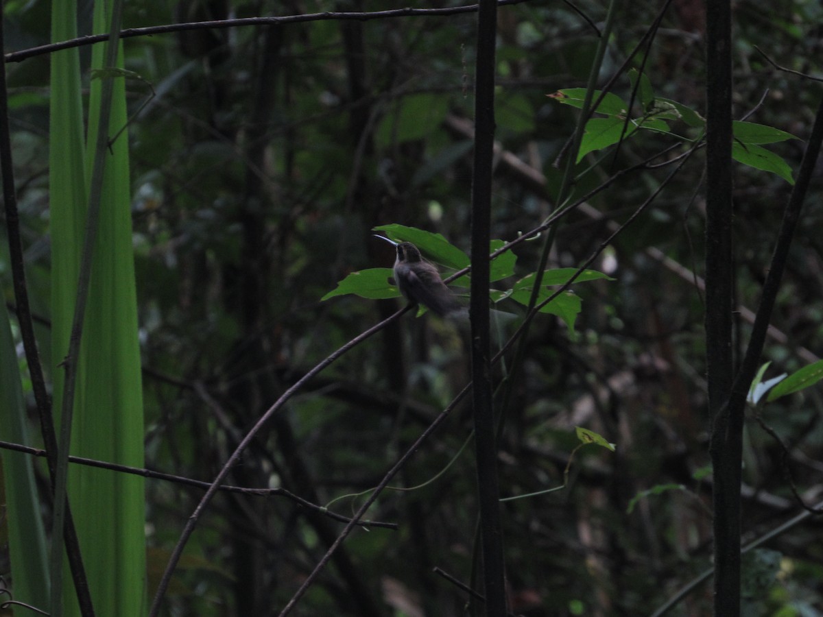 Pale-bellied Hermit - ML269974811