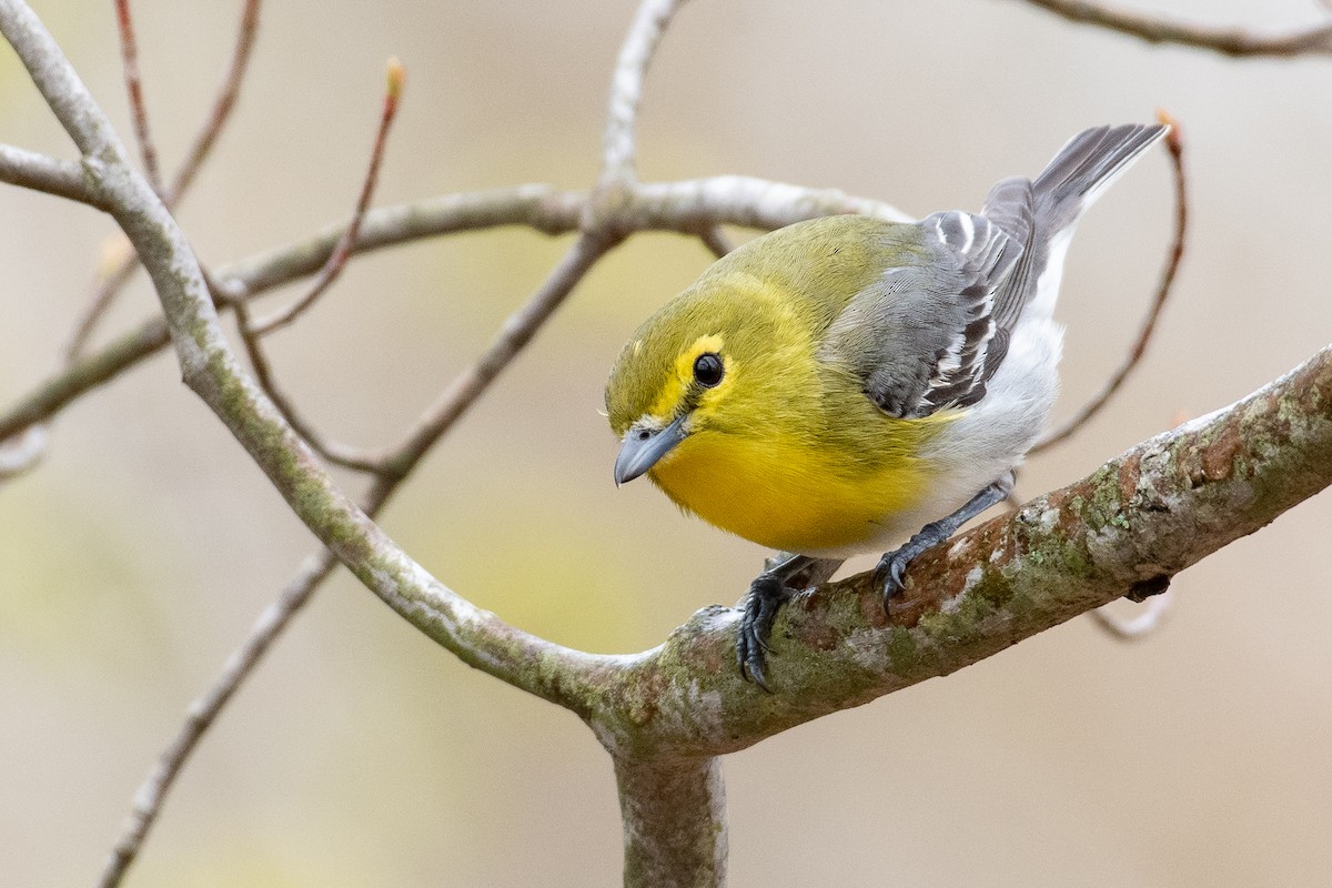 Yellow-throated Vireo - ML269975131