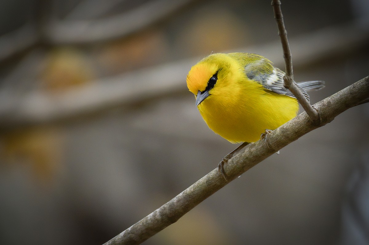 Blue-winged Warbler - ML269975191