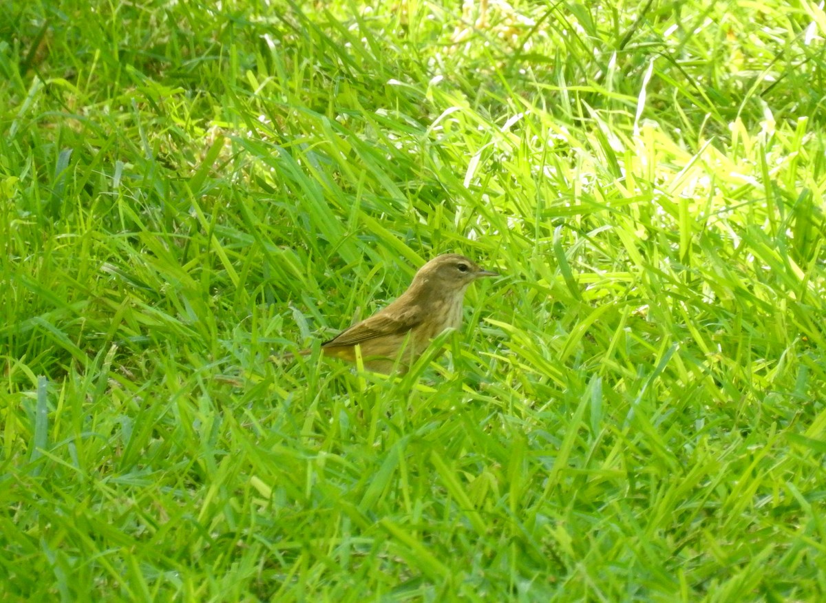 Palm Warbler - ML269976501