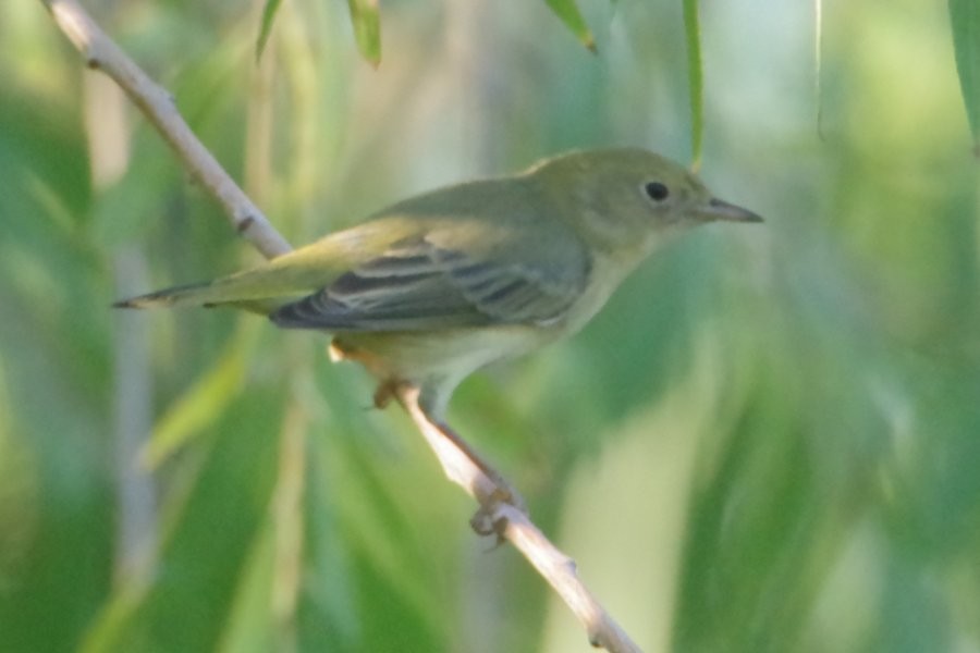 Northern Yellow Warbler - Pat Goltz