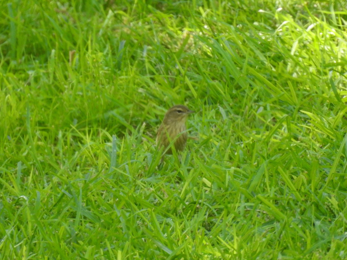 Palm Warbler - ML269976681