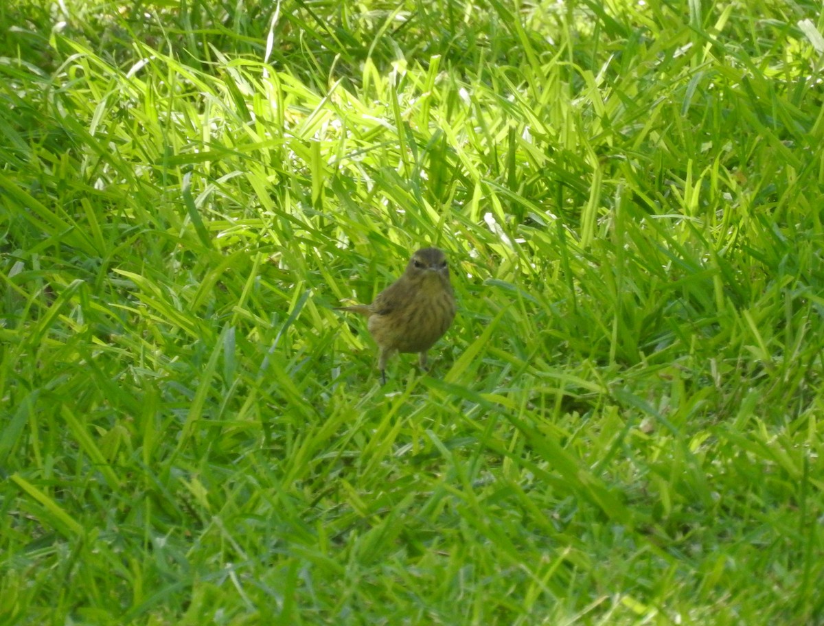 Palm Warbler - ML269976801