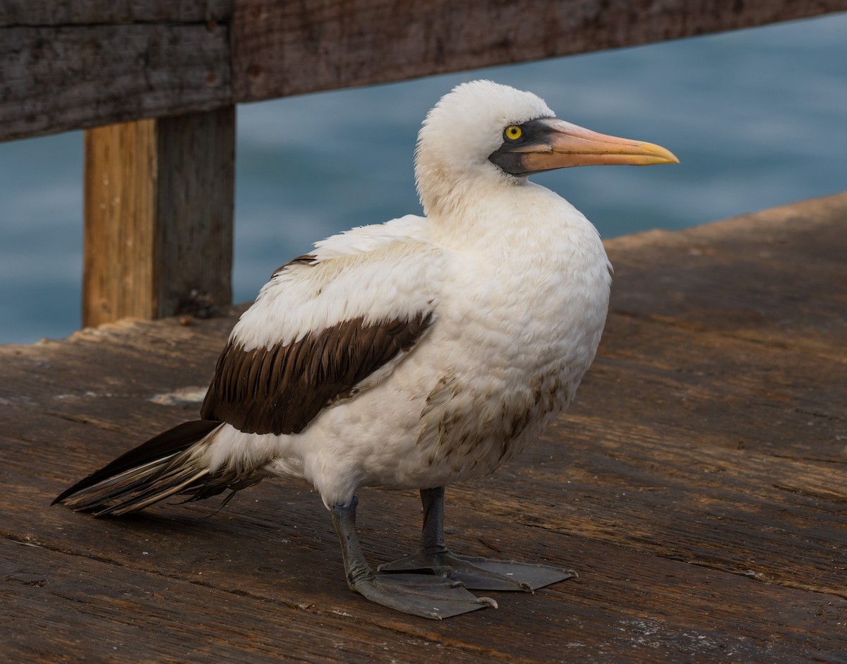 Nazca Booby - ML269976831