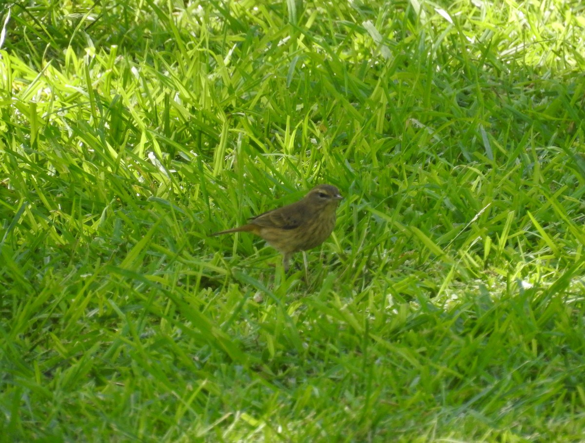 Palm Warbler - ML269976841