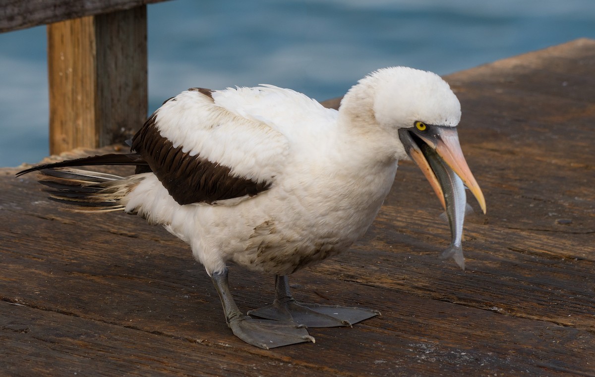 Nazca Booby - ML269976851
