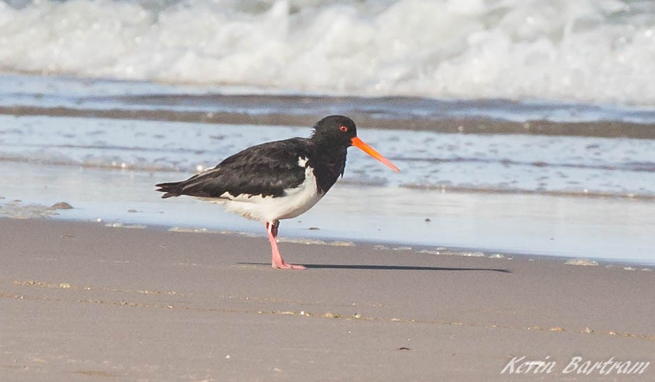 South Island Oystercatcher - ML269976951