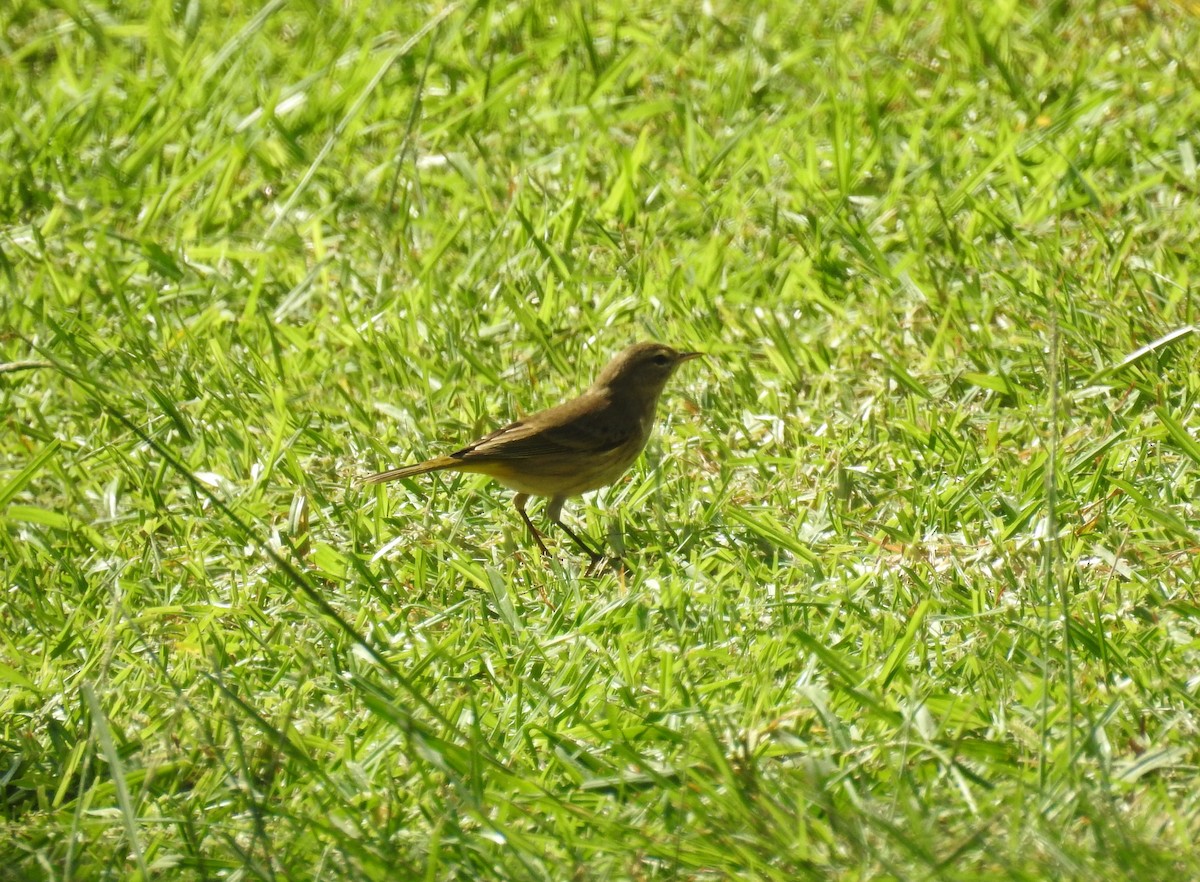 Palm Warbler - ML269977161